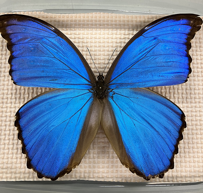 液体を瞬時に拡散させるフナムシの足の表面構造と、鮮やかな青色が目を引くモルフォ蝶の標本（画像提供：スズキハイテック株式会社）